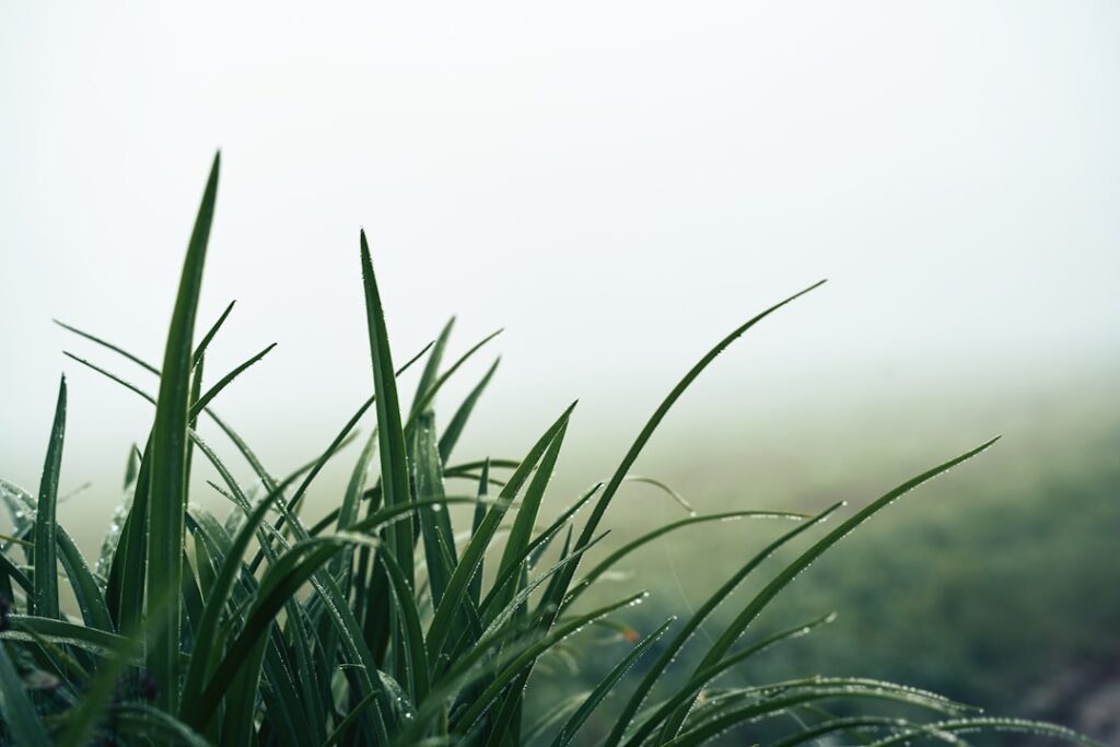 Photo Wet grass