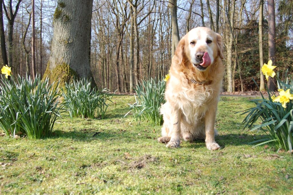Photo Dog eating